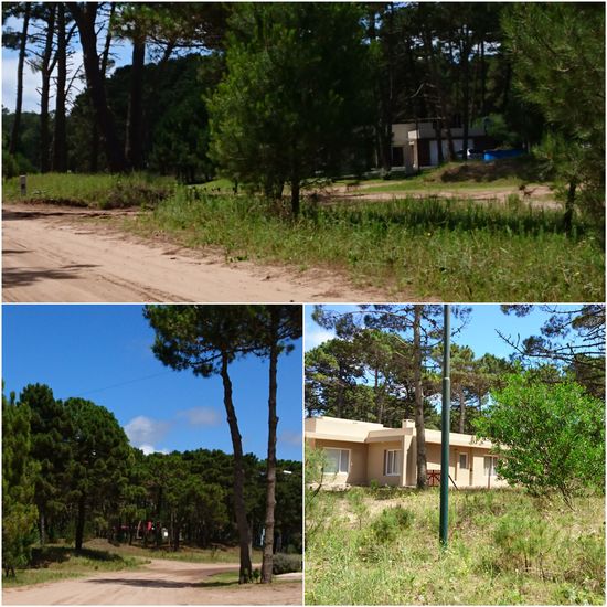 In Pinienwäldern versteckte Villen