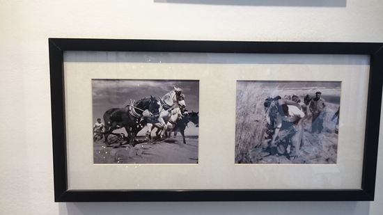 Bilder, die zeigen,  wie Pinamar bepflanzt wurde