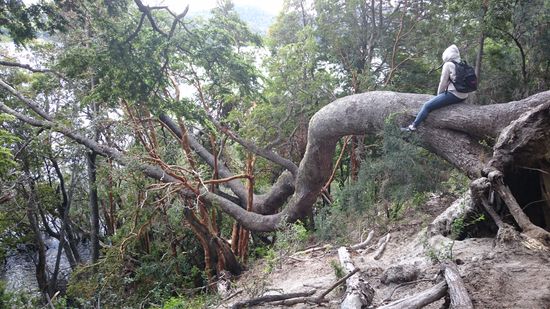 Bosque de las Arrayanes