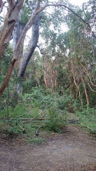Ein Baum schöner als der andere