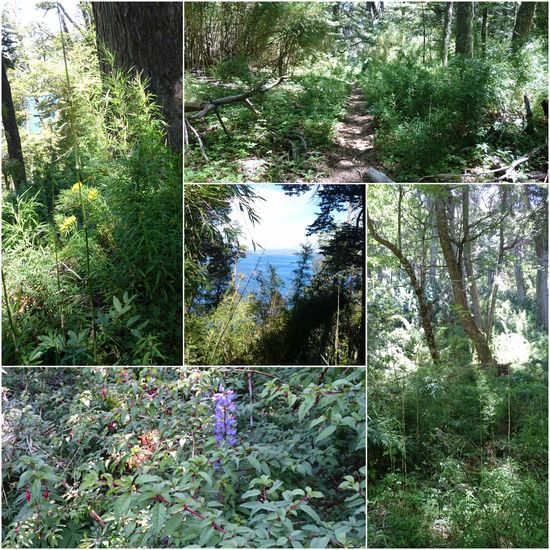 Reiche Vegetation im Nationalpark Lanin. Es gibt sogar wilde Fuchsien, direkt neben den Lupinen