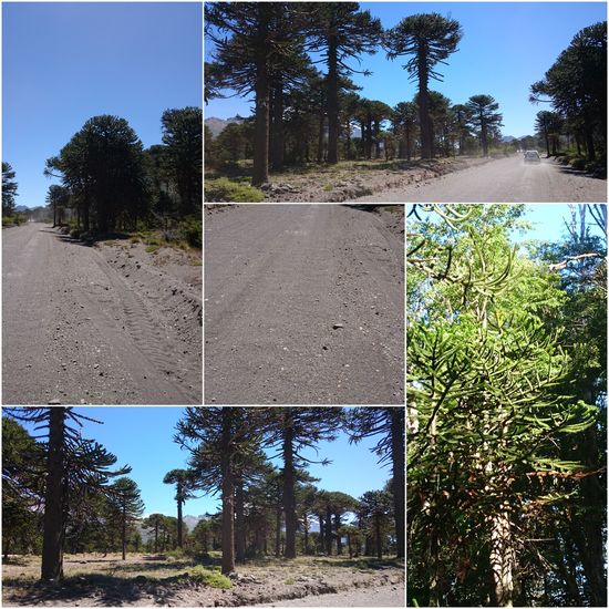 Weicher Kies im Araukarienwald