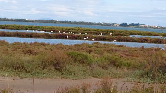 Etangs mit Flamingos vor Montpellier