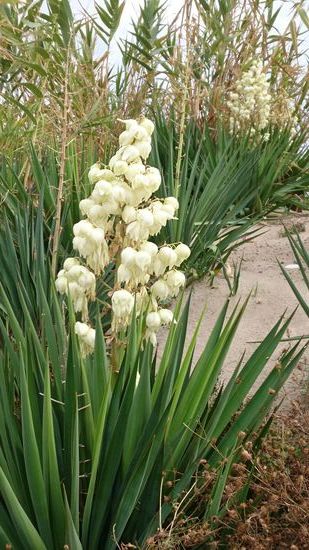 Blumen  in den Dünen zwischen Sete und Cap d'Agde