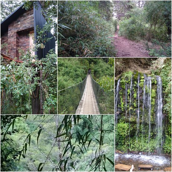 Und noch einmal Urwald - Die Natur ist überwältigend auf Chiloé
