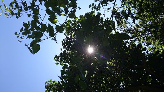 Zwei Tage mache ich Pause bei 37 Grad im Schatten, gehe im See baden, liege zwischen Himbeeren und schaue in den Himmel