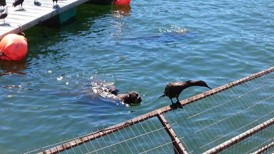 Robben und Seevögel teilen sich das Futter am Fischmarkt