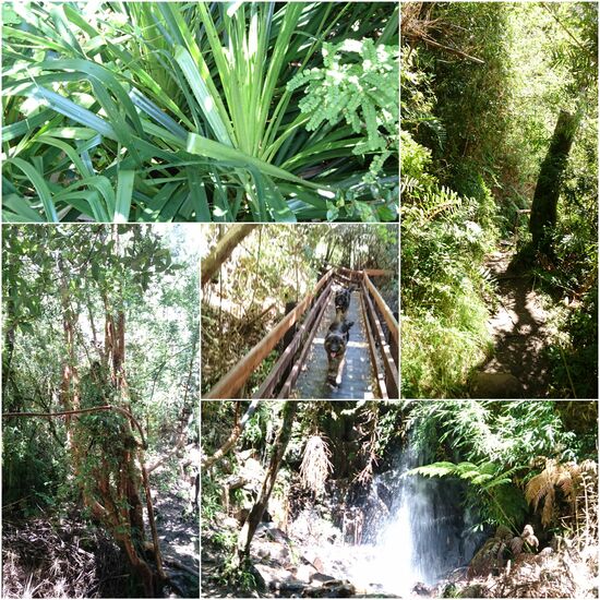 Noch ein Märchenwald