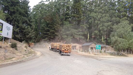 Holzlaster beherrschen das Bild auf den Straßen