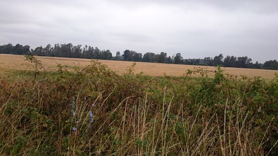 Spätsommerlich geht es weiter