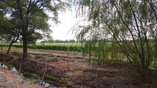 Riesige Weinfelder prägen die Landschaft zwischen Molina und Curicó