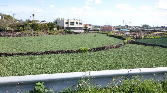 Reisfelder, die mit Mauern aus Vulkansteinen voneinander getrennt sind. Das dient einerseits dem Schutz der Felder vor dem Wind, andererseits ist die Insel von Vulkansteinen übersät, die für den Ackerbau aus dem Weg geräumt werden müssen