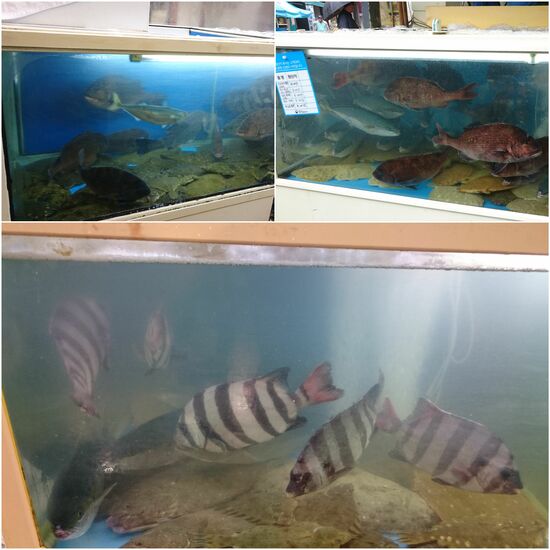 Fische auf dem Markt