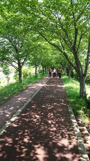 In Stadtnähe gibt es noch schattenspendende Bäume