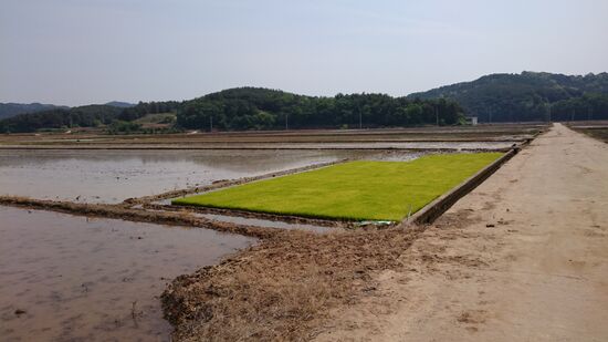 Der Radweg führt durch die Reisfelder, die gerade bestellt werden