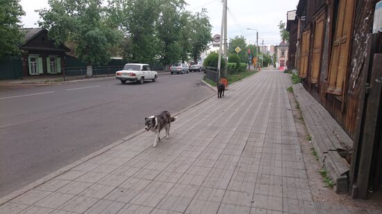 Alte Bekannte! Hier gibt es wieder Straßenhunde, aber längst nicht so viele wie in Südamerika