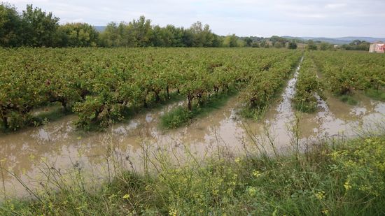 Überschwemmte Weinfelder