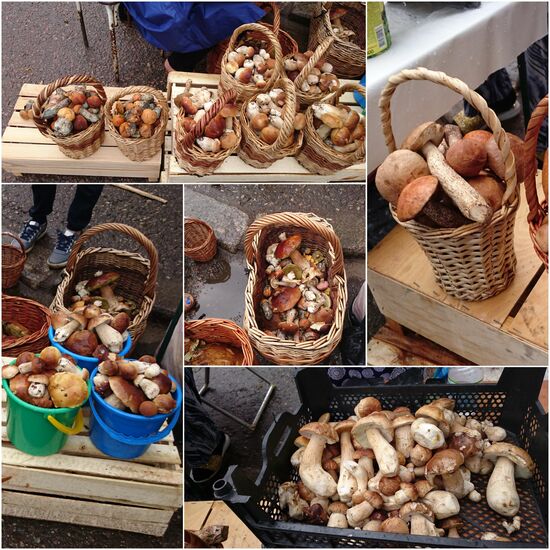 Auf dem Markt in Kostroma  - selbst gesammelte Pilze werden verkauft. Pilze sammeln - eine Leidenschaft in Russland