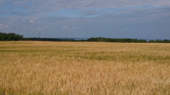Die Natur ist nicht mehr so wild wie in Russland. Felder und Wälder sind bestellt oder gehegt.
