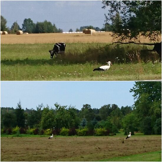 Immer wieder sehe ich Störche...