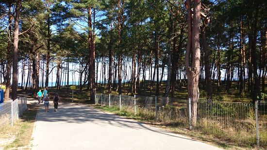 Durch die Kiefernwälder sieht man die Ostsee