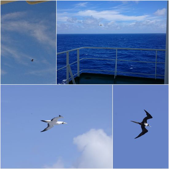 Vögel begleiten unser Schiff ein paar Tage, jagen fliegende Fische und sich gegenseitig die Beute ab