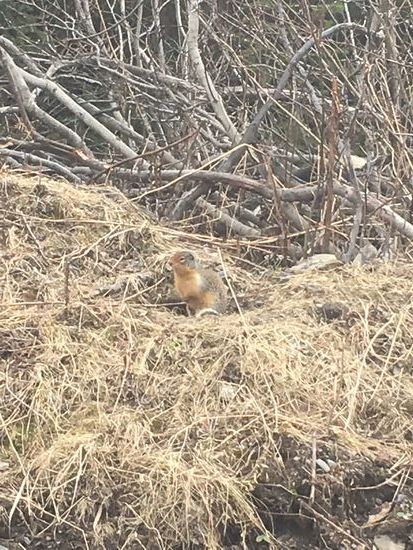 Ein Bewohner von Barkerville 