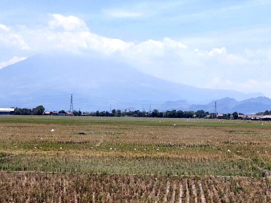 Reisfelder vor Vulkanen - typisch Java