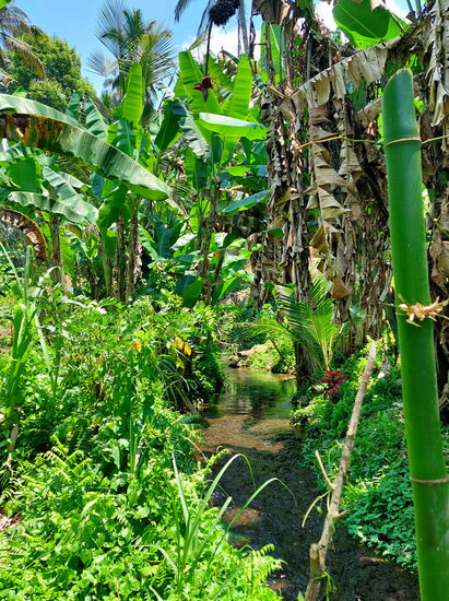 Bananenpflanzung bei Sebatu