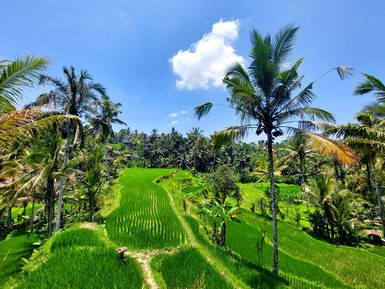 Reisterrassen bei Sebatu