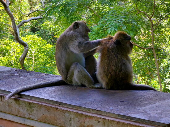Im Affenwald von Ubud