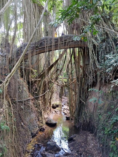 Im Affenwald von Ubud