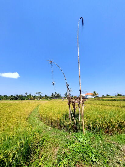 Reisfelder bei Sebatu