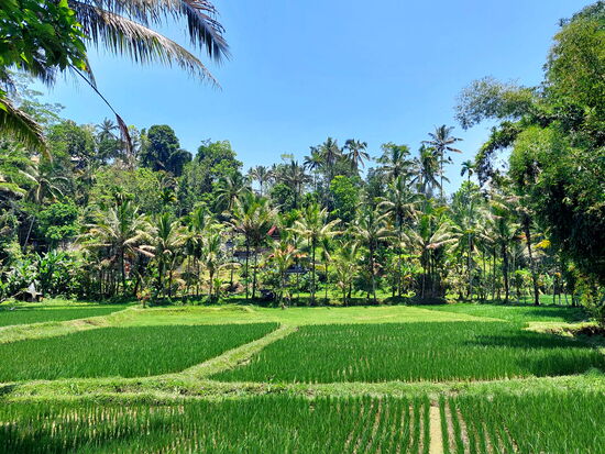 Reisterrassen bei Sebatu