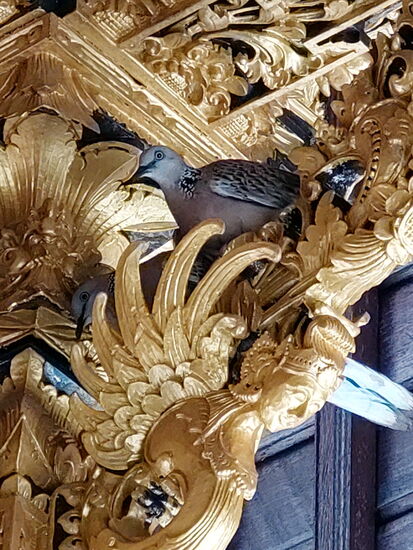 Perlhalstauben zu Besuch auf der Terrasse