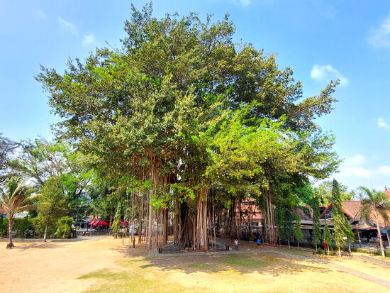 Anlage des Tempels von Mendut