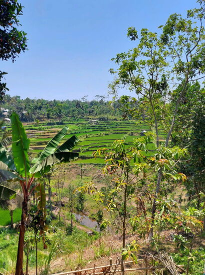 Reisfelder bei Tete Batu