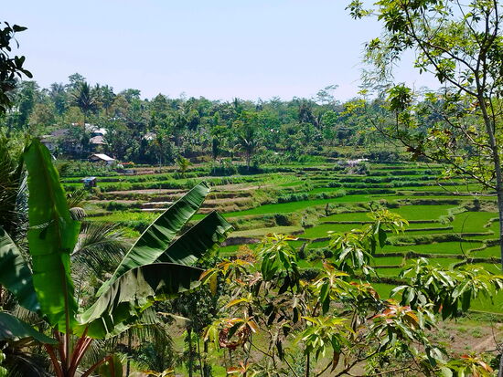 Reisfelder bei Tete Batu