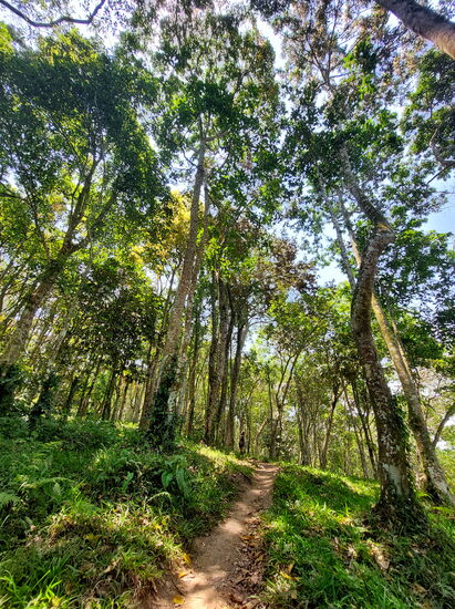 Affenwald bei Tete Batu