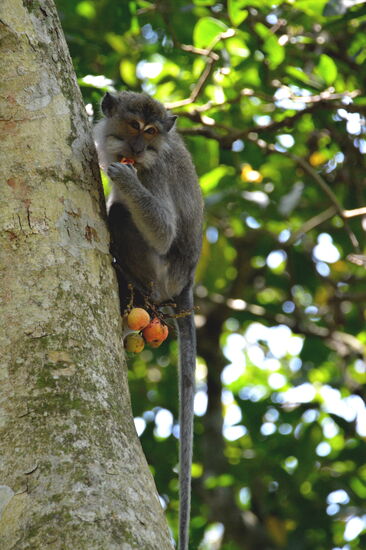 Langschwanzmakak