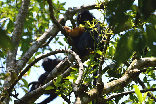 Schwarze Haubenlanguren