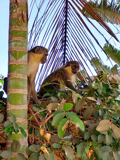Grüne Meerkatzen zu Besuch