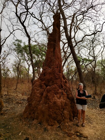 Riesiger Termitenhügel
