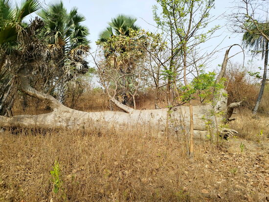 Savanne in der Nähe der Lodge
