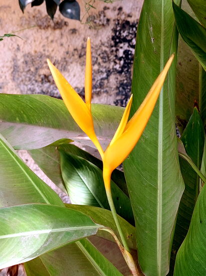 Blüten in der Lodge