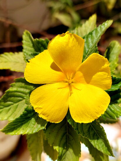 Blüten in der Lodge