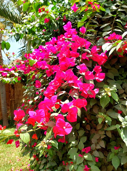 Blüten in der Lodge