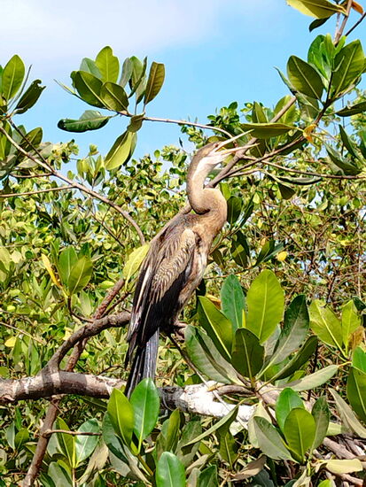 Afrikanischer Schlangenhalsvogel