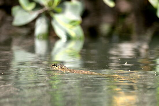 Schwimmender Nilwaran