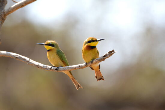 Zwergspinte (Bienenfresser-Familie)